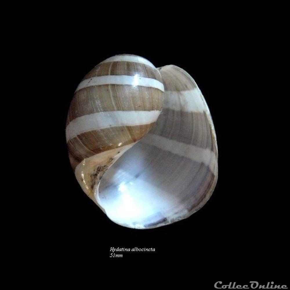 Hydatina albocincta 51mm coquillage fossile gastropodum hydatina albocincta 51mm