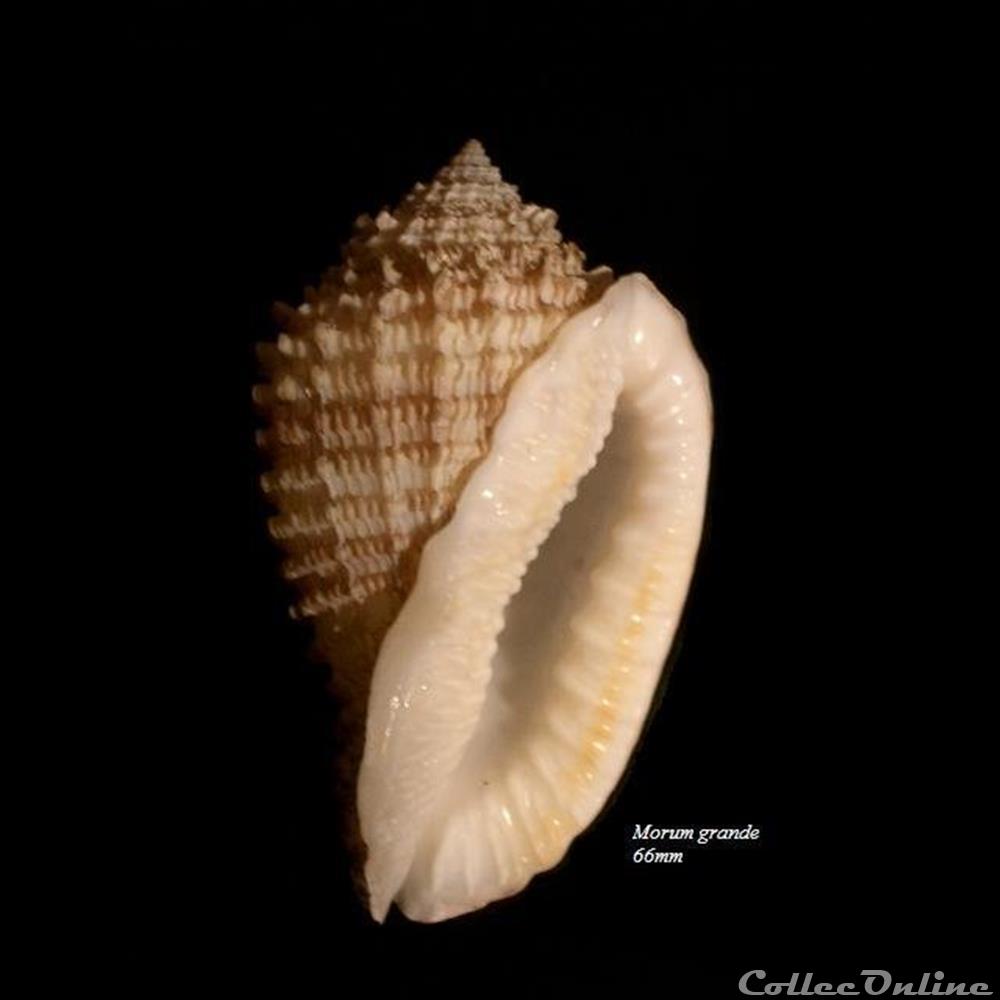 Morum grande 66mm coquillage fossile gastropodum morum grande 66mm