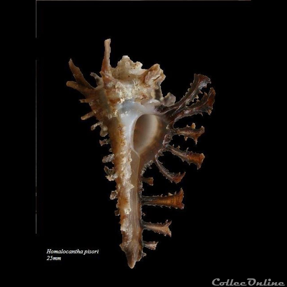 Homalocantha pisori 37.5mm 2 coquillage fossile gastropodum homalocantha pisori 37 5mm