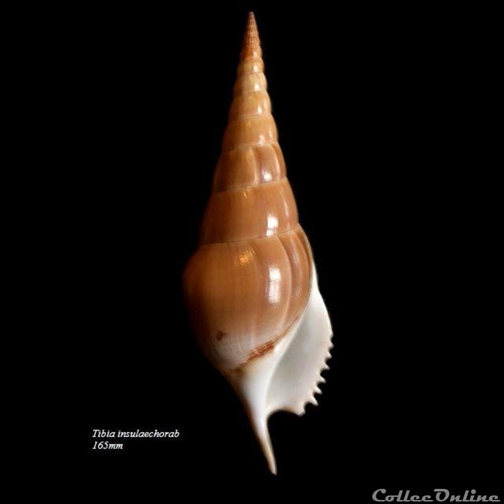 Tibia insolaechorab 165mm coquillage fossile gastropodum tibia insolaechorab 165mm