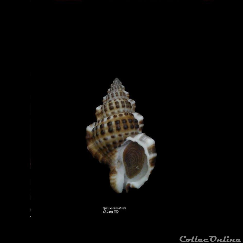 Gyrineum natator 43.2mm WO coquillage fossile gastropodum gyrineum natator 43 2mm wo