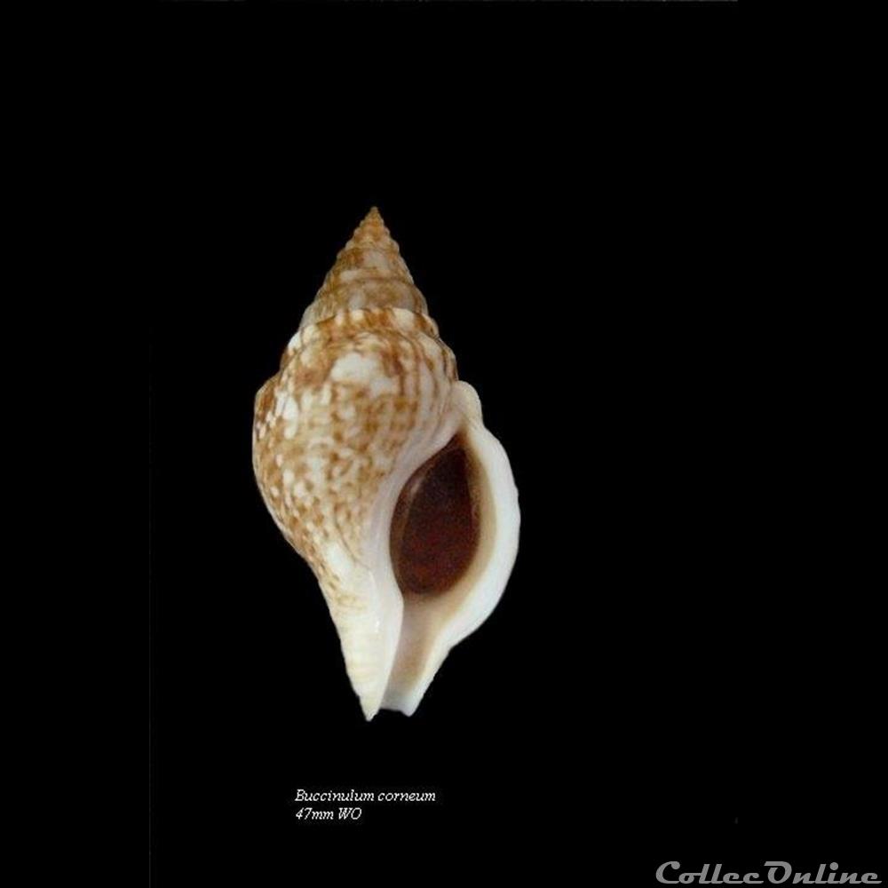 Buccinulum corneum 47mm WO coquillage fossile gastropodum buccinulum corneum 47mm wo
