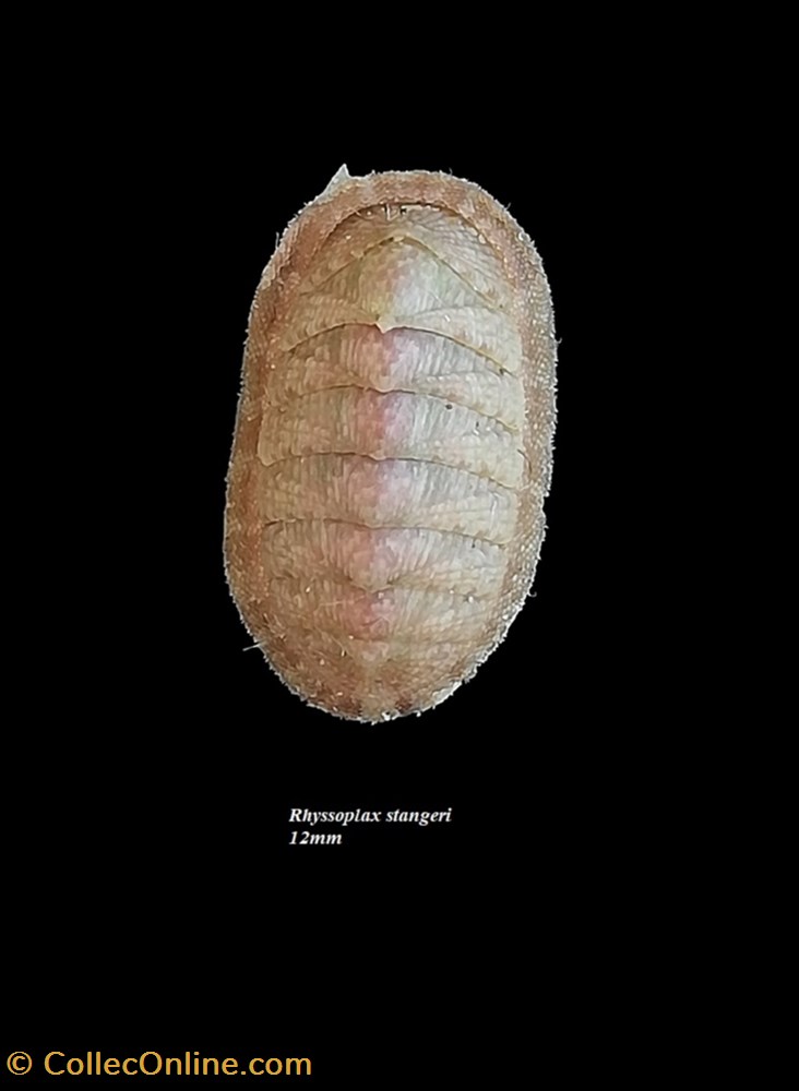coquillage fossile polyplacophora rhyssoplax stangeri 12mm