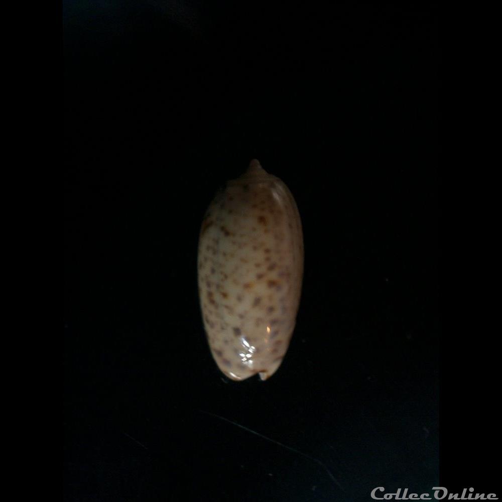 Oliva caroliniana 20.6mm coquillage fossile gastropodum oliva caroliniana 20 6mm