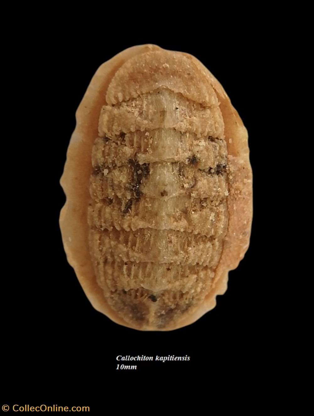Callochiton kapitiensis 10mm coquillages fossiles polyplacophora callochiton kapitiensis 10mm