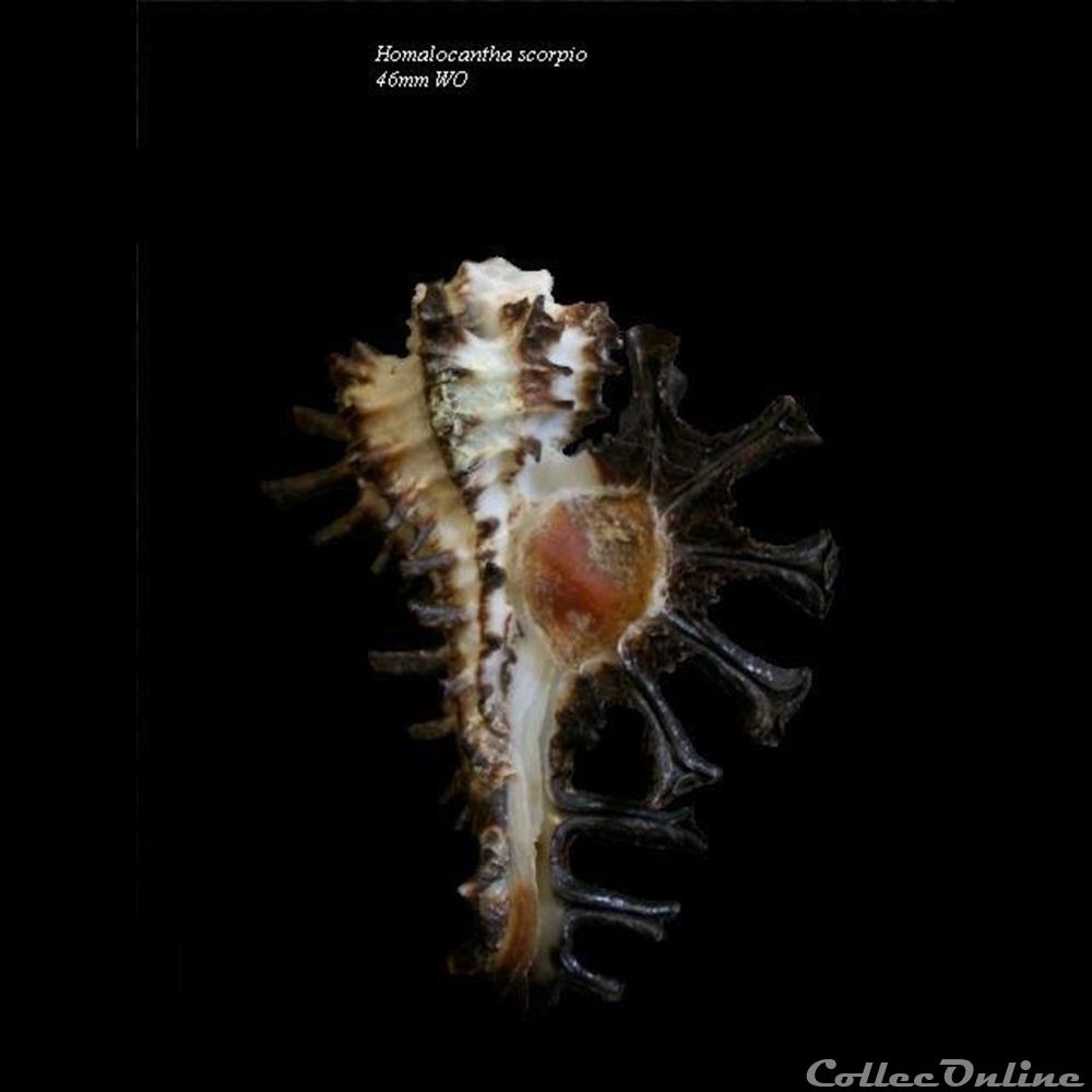 Homalocantha scorpio 46mm WO coquillage fossile gastropodum homalocantha scorpio 46mm wo
