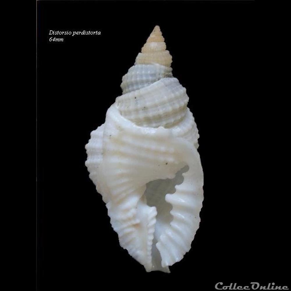 Distorsio perdistorta 64mm coquillage fossile gastropodum distorsio perdistorta 64mm