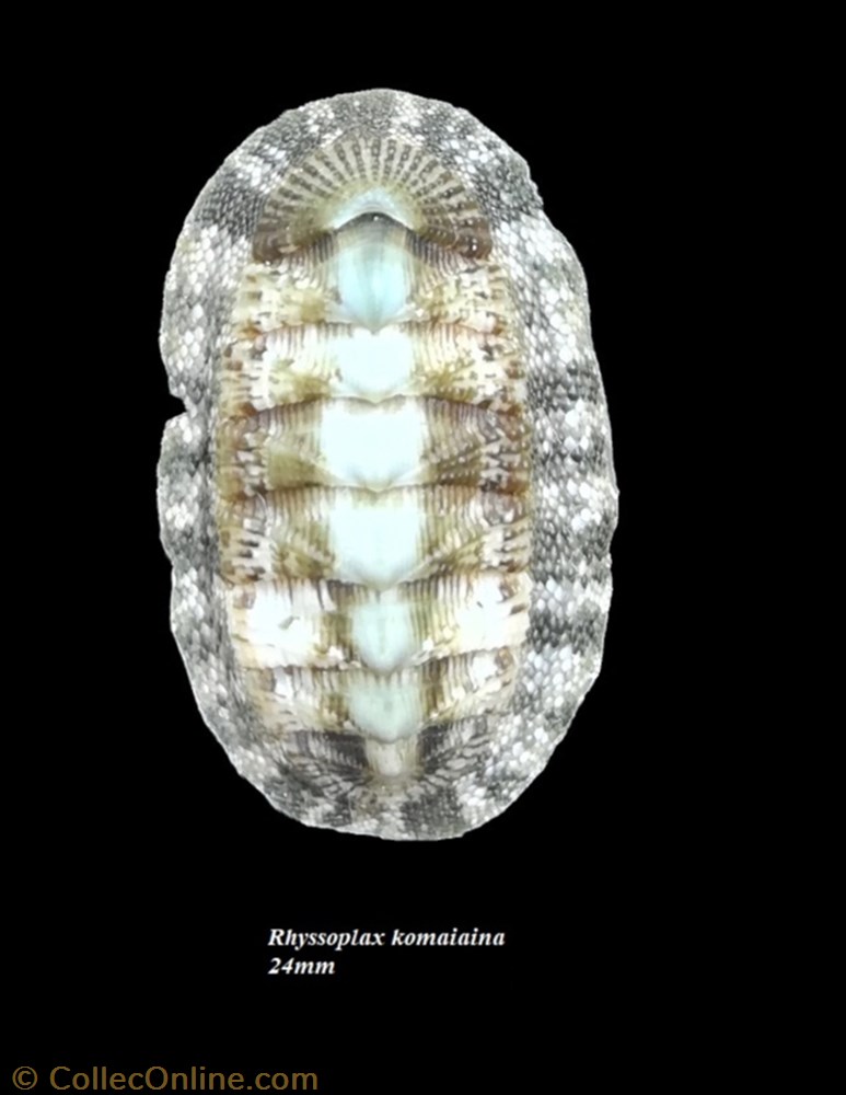 coquillage fossile polyplacophora rhyssoplax komaiana 24mm