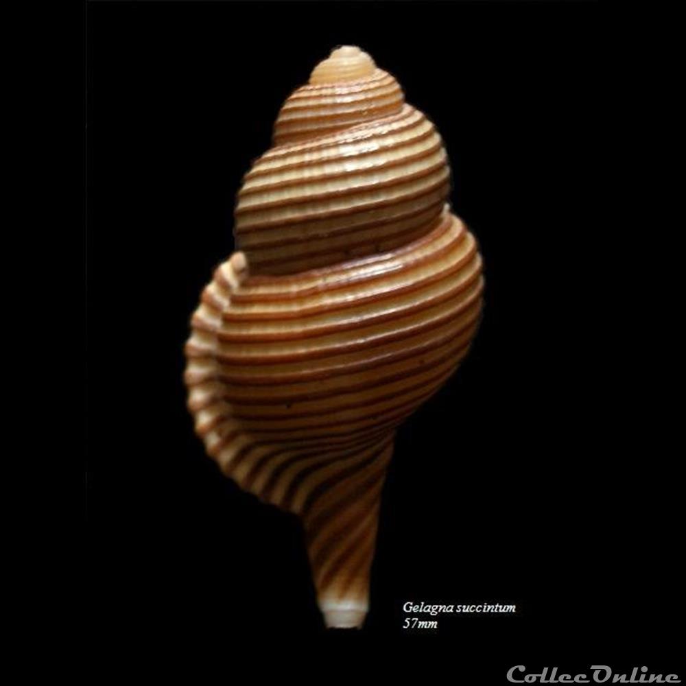 Gelagna succintum 57mm coquillage fossile gastropodum gelagna succintum 57mm