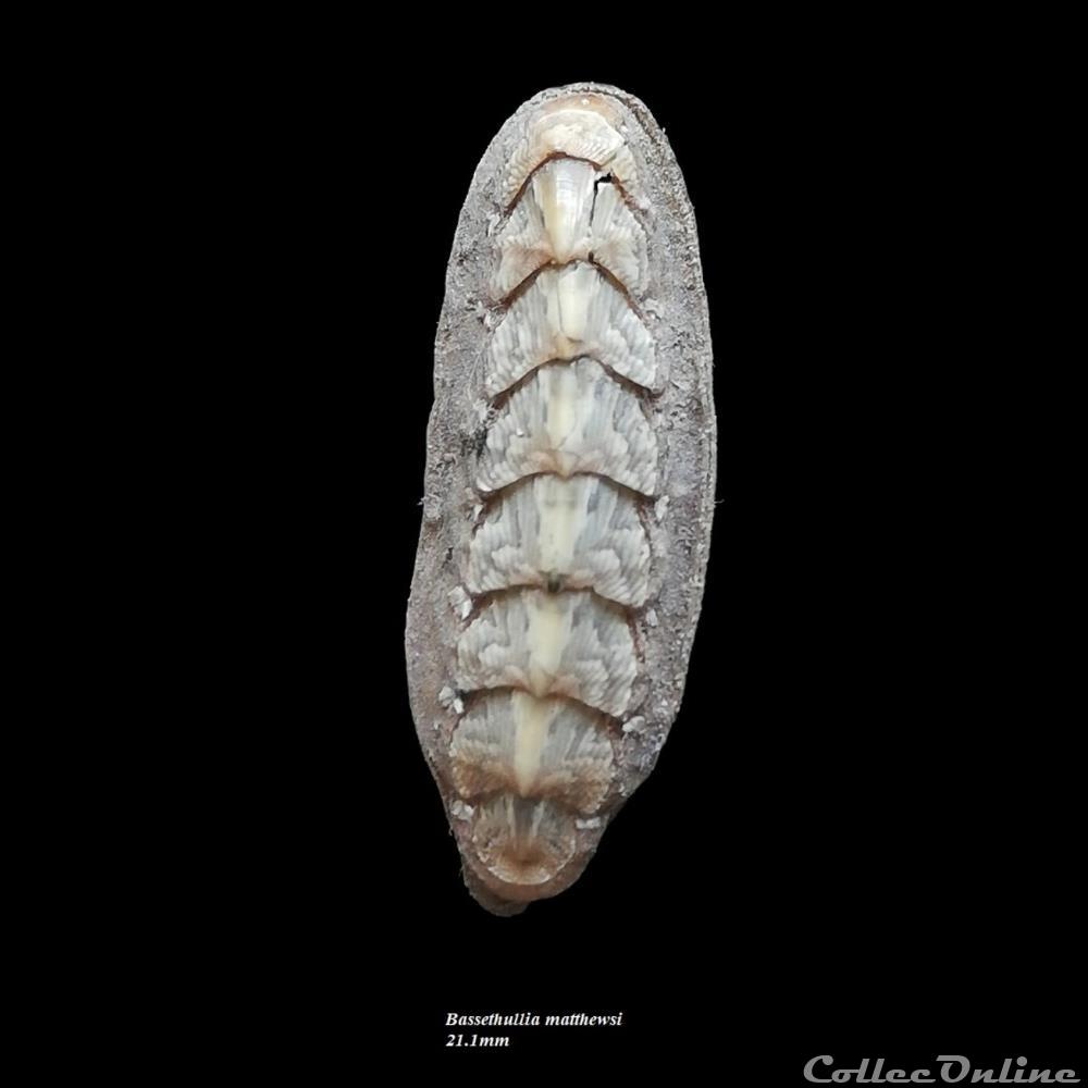 coquillage fossile polyplacophora bassethullia matthewsi 21 1mm