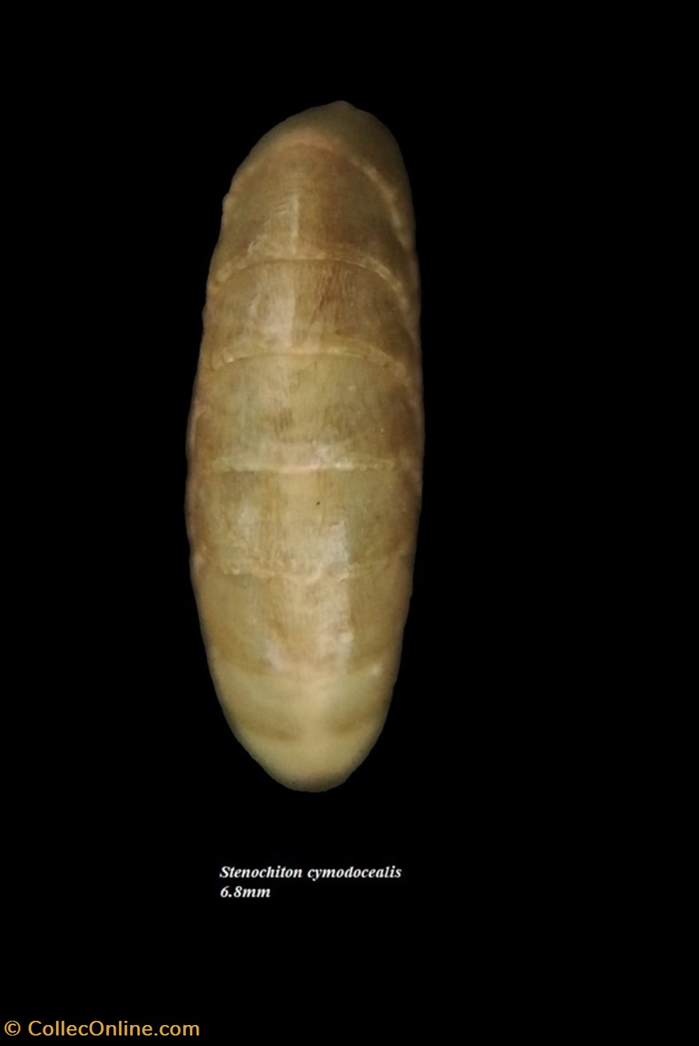 Stenochiton cymodocealis 6.8mm coquillages fossiles polyplacophora stenochiton cymodocealis 6 8mm