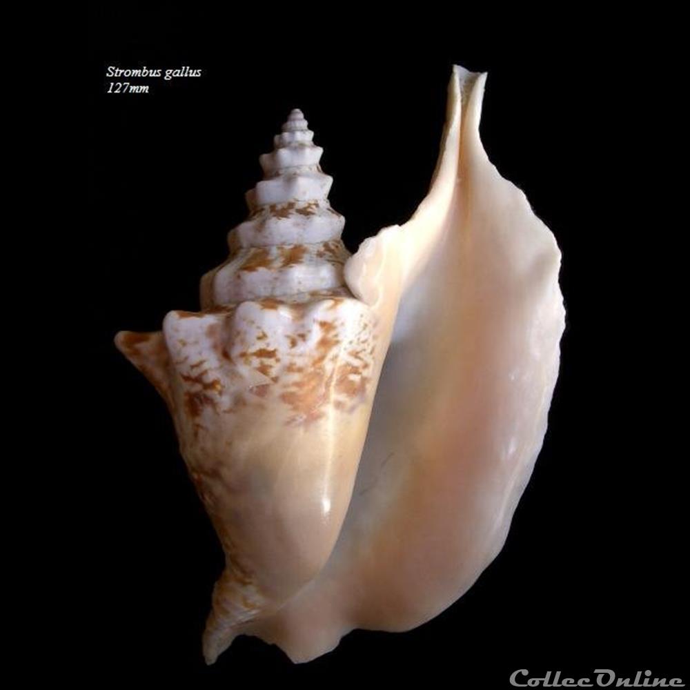 Strombus gallus 127mm coquillage fossile gastropodum strombus gallus 127mm