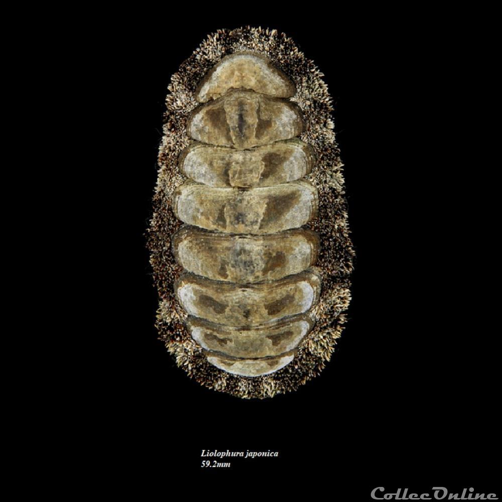 Liolophura japonica 59.2mm coquillage fossile polyplacophora liolophura japonica 59 2mm