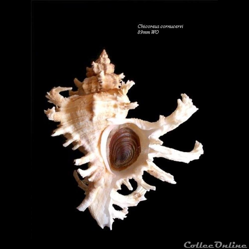 Chicoreus cornucervi 89mm WO coquillage fossile gastropodum chicoreus cornucervi 89mm wo