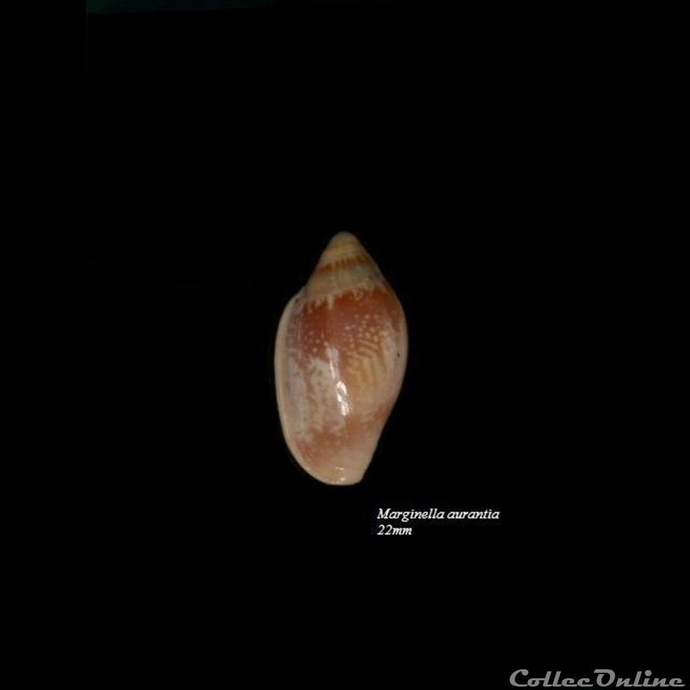 Marginella aurantia 22mm coquillage fossile gastropodum marginella aurantia 22mm