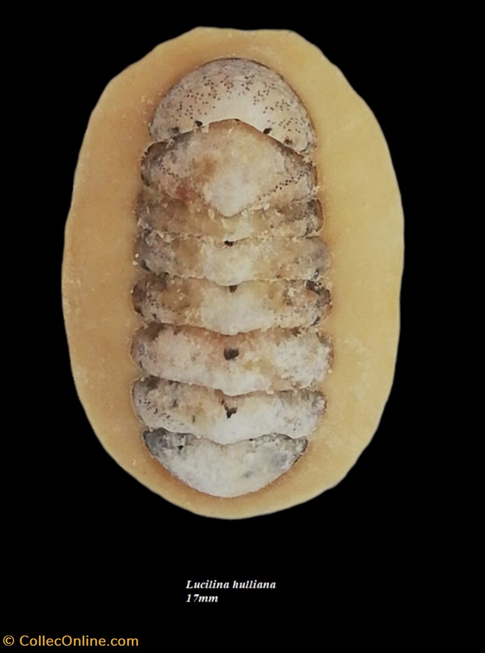 Lucilina hulliana 17mm coquillages fossiles polyplacophora lucilina hulliana 17mm