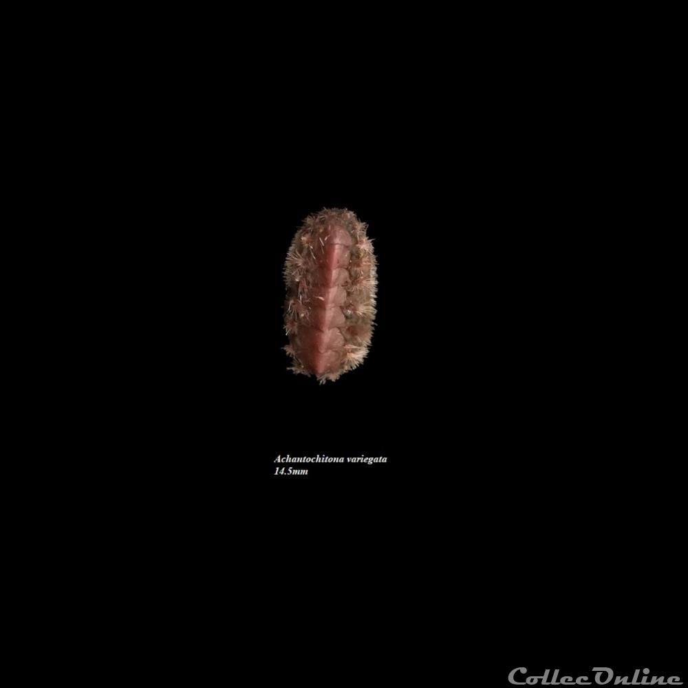 coquillages fossiles polyplacophora acanthochitona variegata 14 5mm