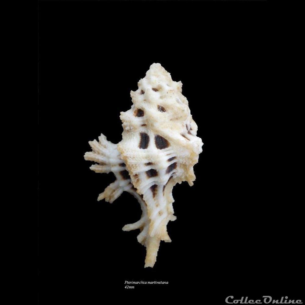 Pterimarchia martinetana 42mm coquillage fossile gastropodum pterimarchia martinetana 42mm