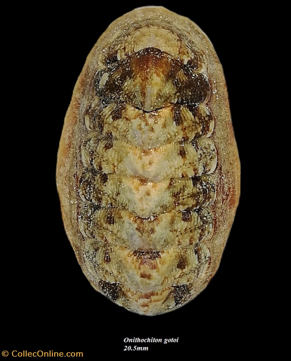 Onithochiton gotoi 20.5mm - Shells & Fossils - Polyplacophora