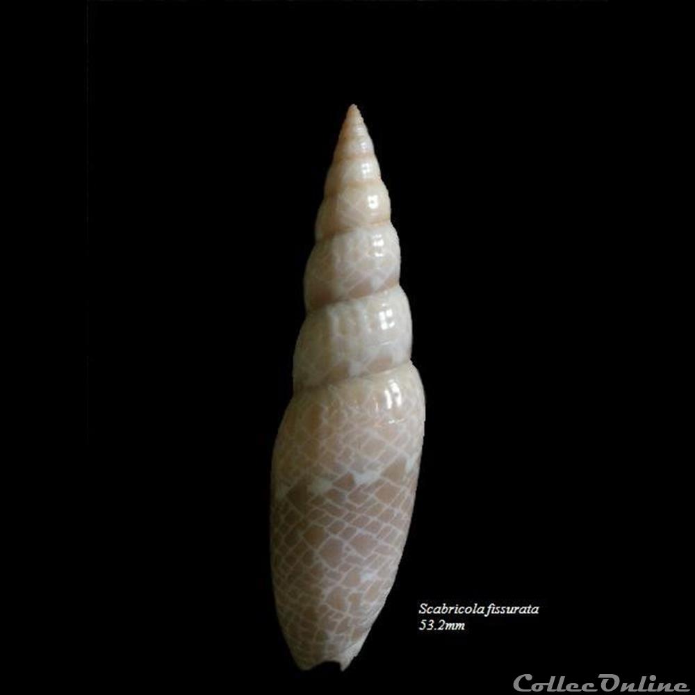 Scabricola fissurata 53.2mm coquillage fossile gastropodum scabricola fissurata 53 2mm