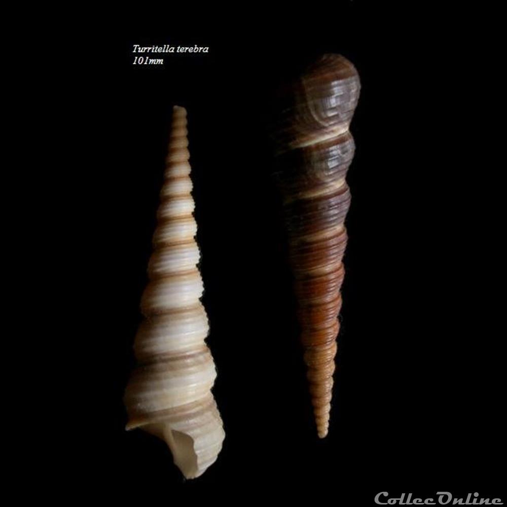 Turritella terebra 101mm coquillage fossile gastropodum turritella terebra 101mm
