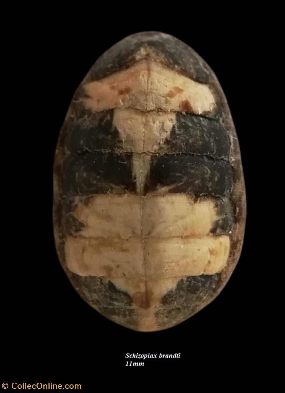 Schizoplax brandtii 11mm coquillages fossiles polyplacophora schizoplax brandtii 11mm