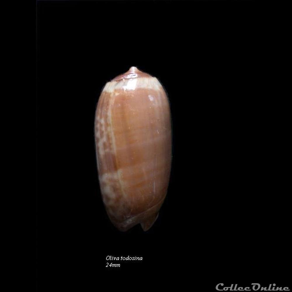 Oliva todosina 24mm coquillage fossile gastropodum oliva todosina 24mm