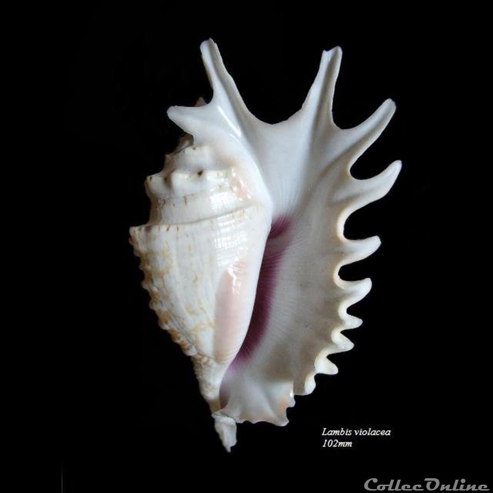 Lambis violacea 102mm coquillages fossiles gastropoda lambis violacea 102mm