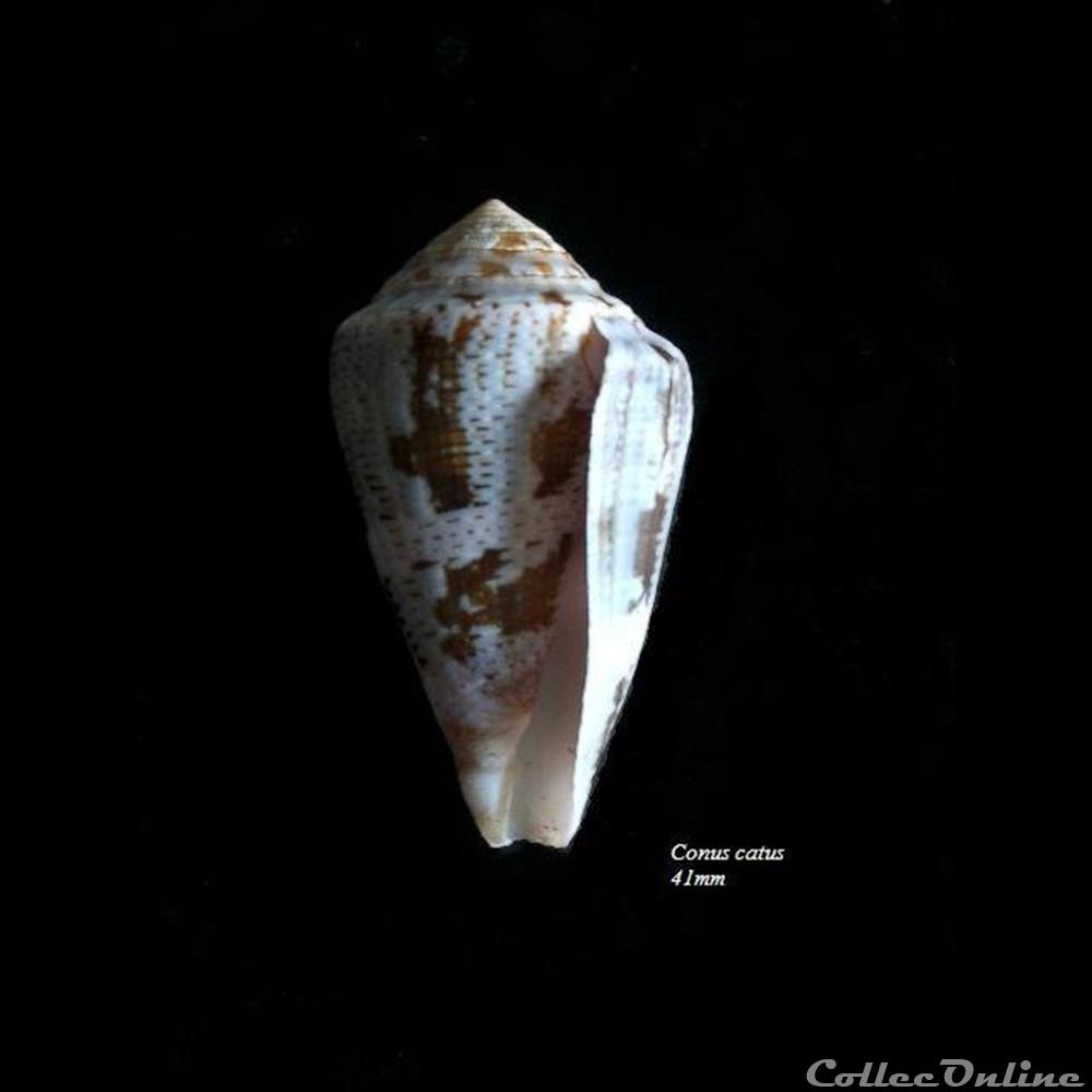 Conus catus 41mm coquillage fossile gastropodum conus catus 41mm