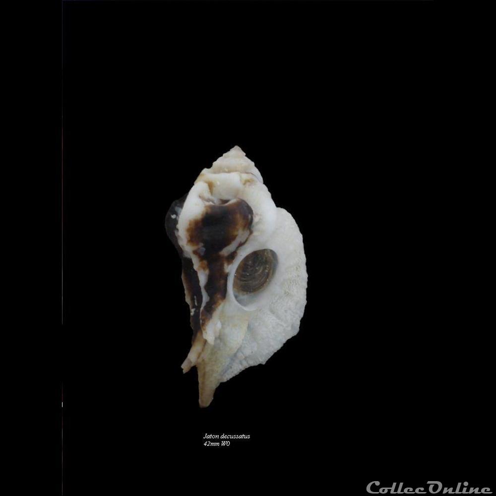 Jaton decussatus 42mm WO coquillage fossile gastropodum jaton decussatus 42mm wo