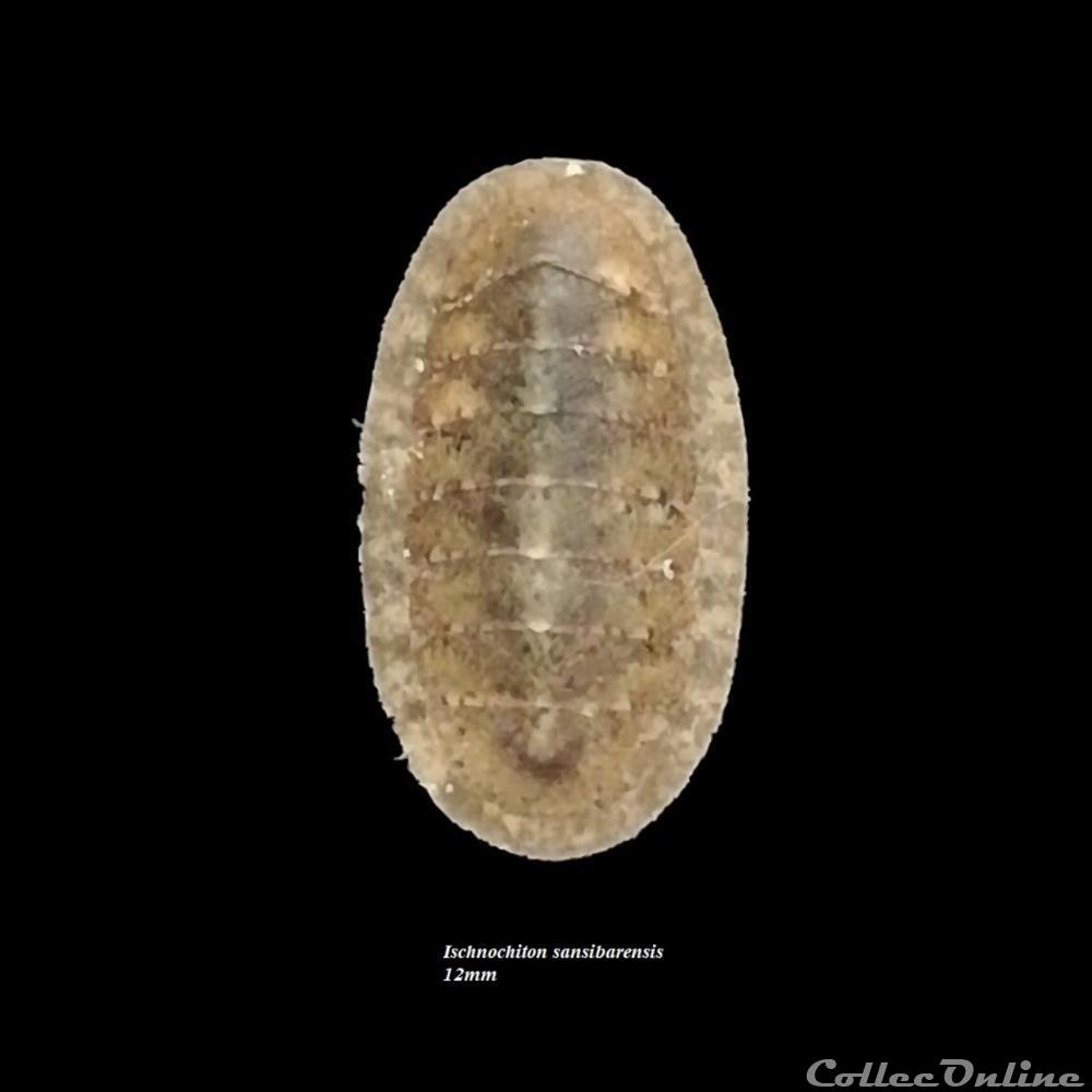 coquillage fossile polyplacophora ischnochiton sansibarenis 12mm