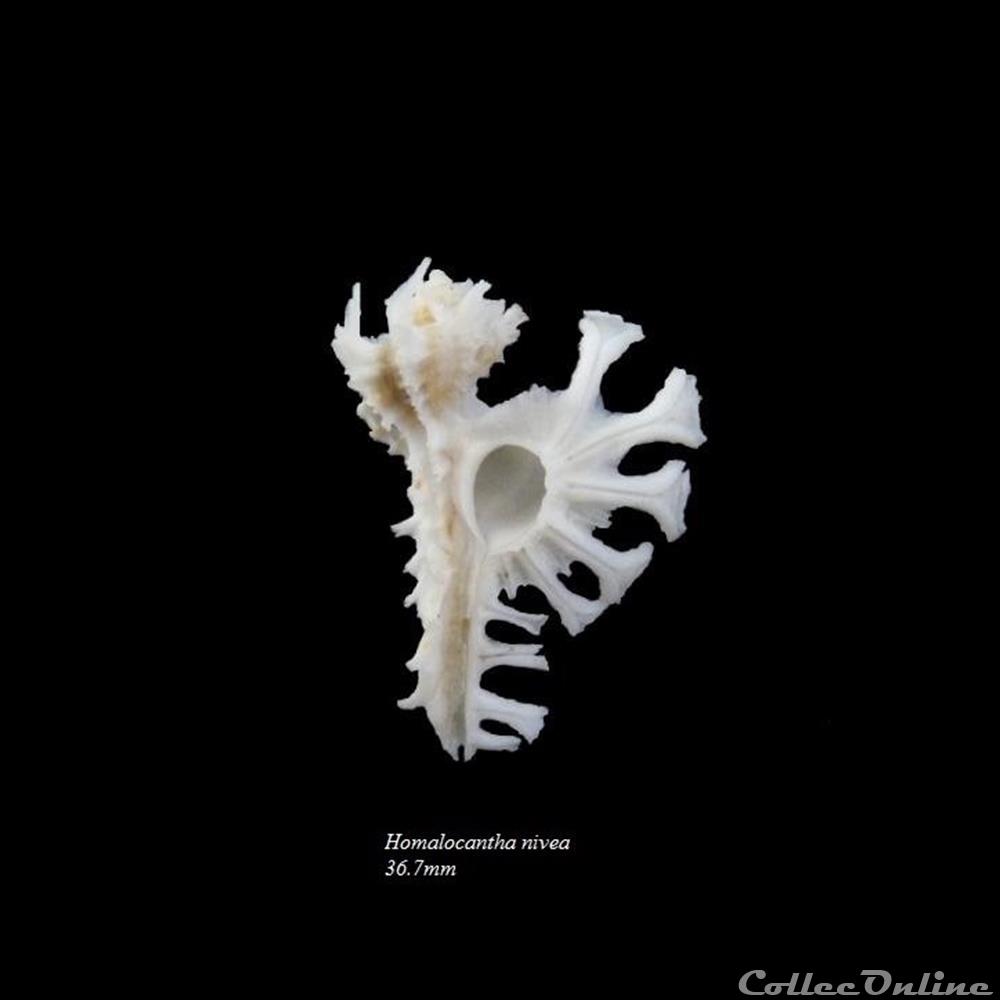 Homalocantha nivea 42.4mm WO 3 coquillage fossile gastropodum homalocantha nivea 42 4mm wo