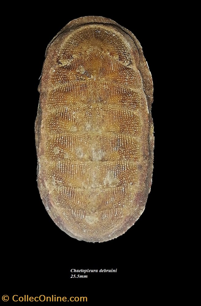 Chaetopleura debruini 25.5mm coquillage fossile polyplacophora chaetopleura debruini 25 5mm
