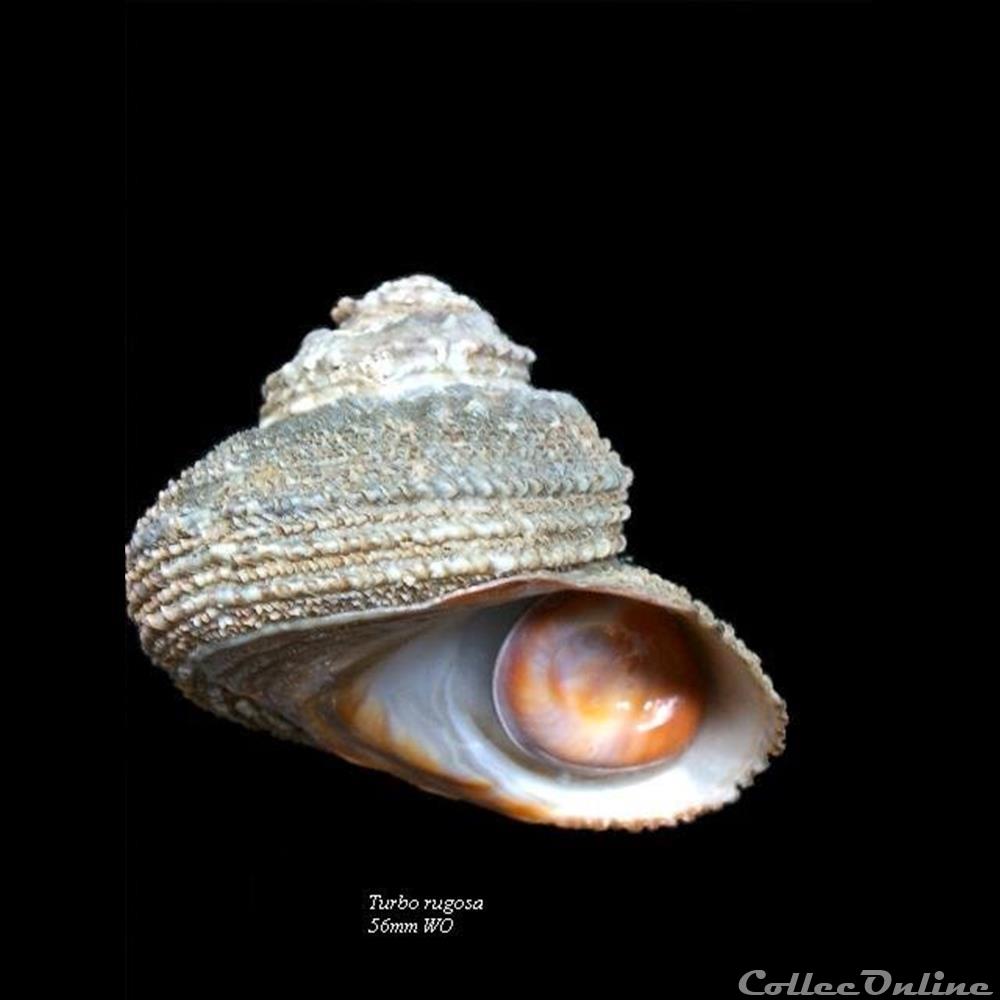 Turbo rugosa 56mmm WO coquillage fossile gastropodum turbo rugosa 56mmm wo