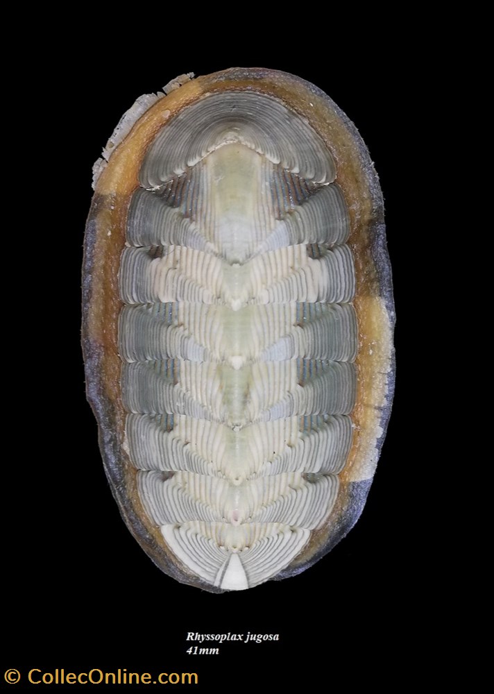 Rhyssoplax jugosa 41mm coquillage fossile polyplacophora rhyssoplax jugosa 41mm