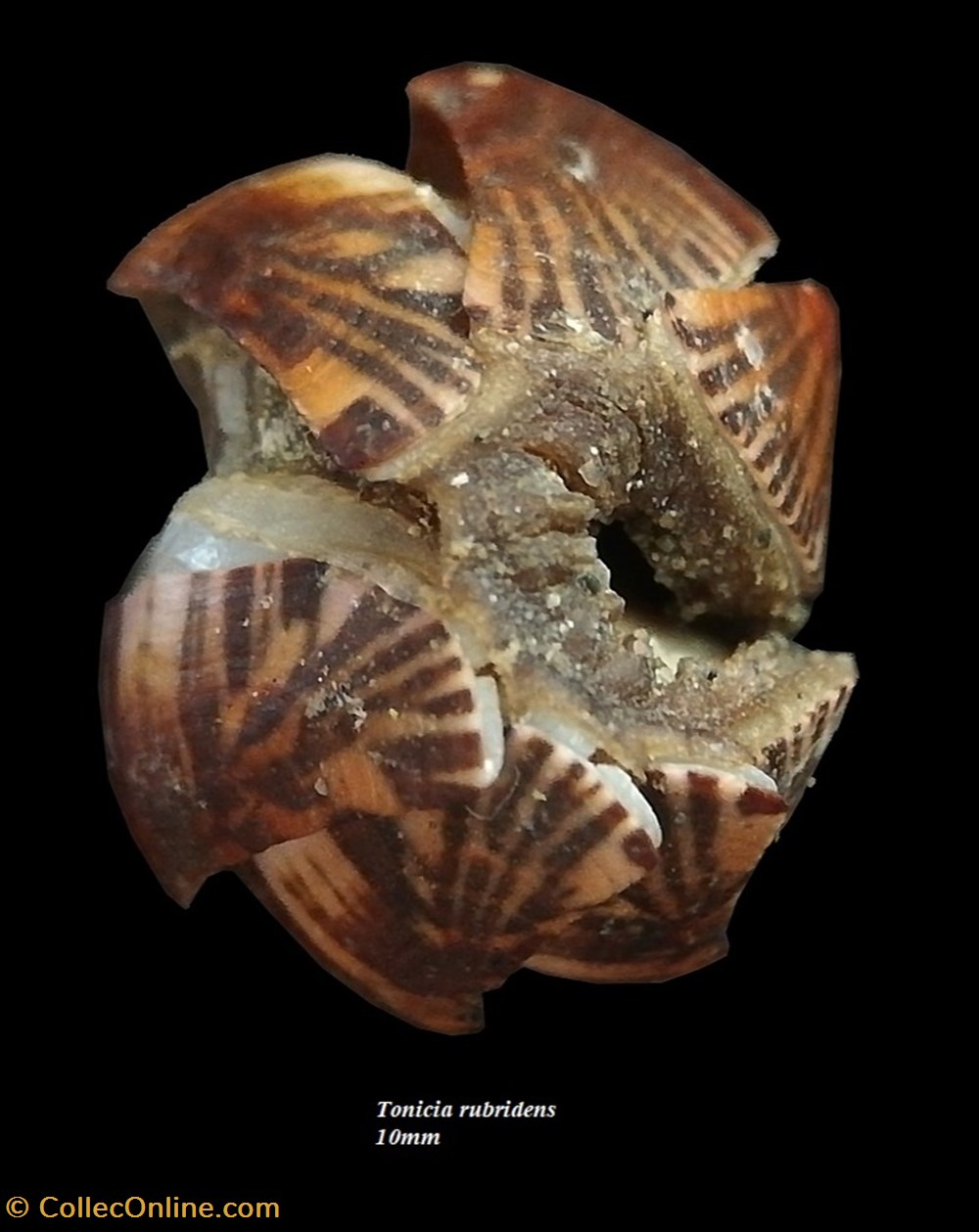 coquillages fossiles polyplacophora tonicia rubridens 10mm