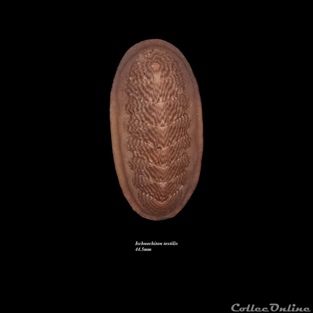 Ischnochiton textilis 44.5mm coquillage fossile polyplacophora ischnochiton textilis 44 5mm