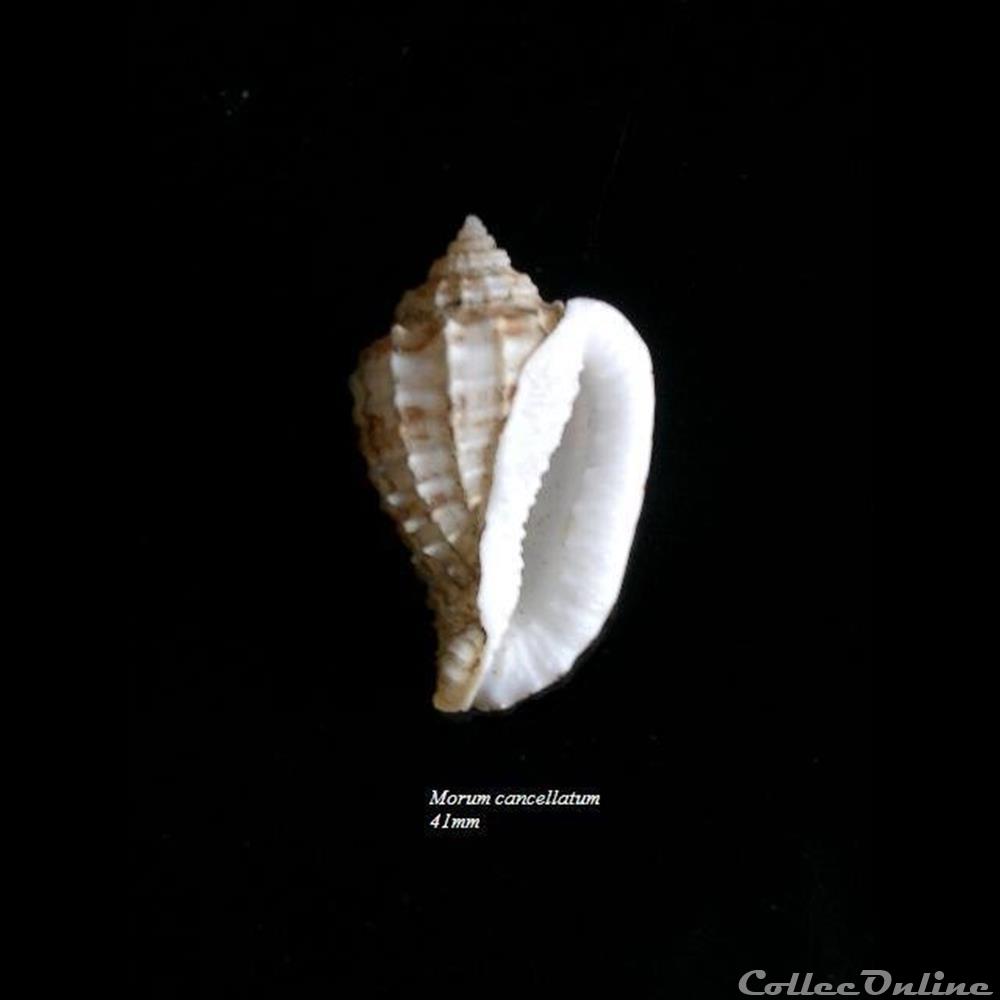 Morum cancellatum 41mm coquillage fossile gastropodum morum cancellatum 41mm