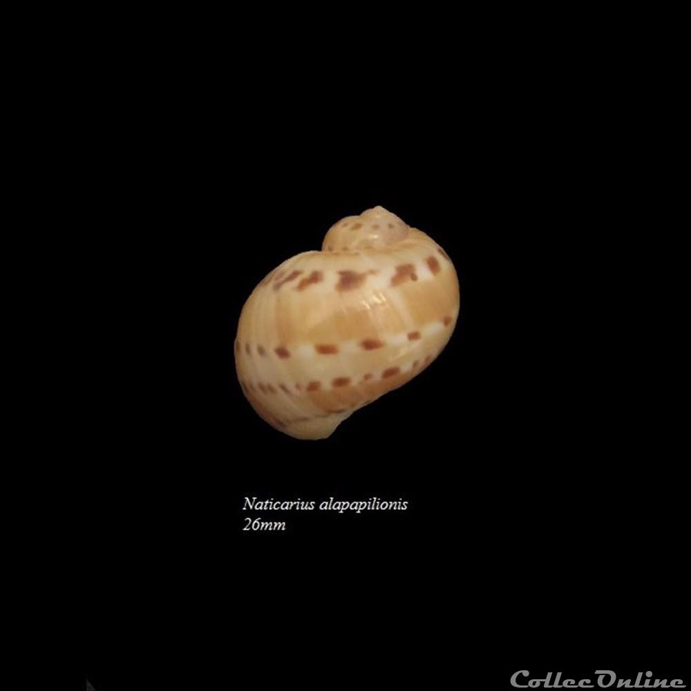Naticarius alapapilionis 26mm coquillage fossile gastropodum naticarius alapapilionis 26mm