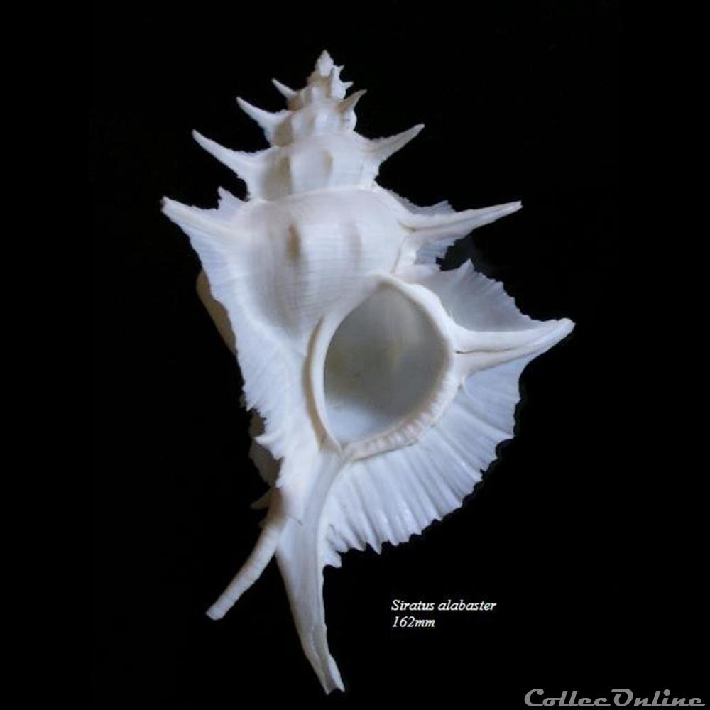 Siratus alabaster 162mm coquillage fossile gastropodum siratus alabaster 162mm