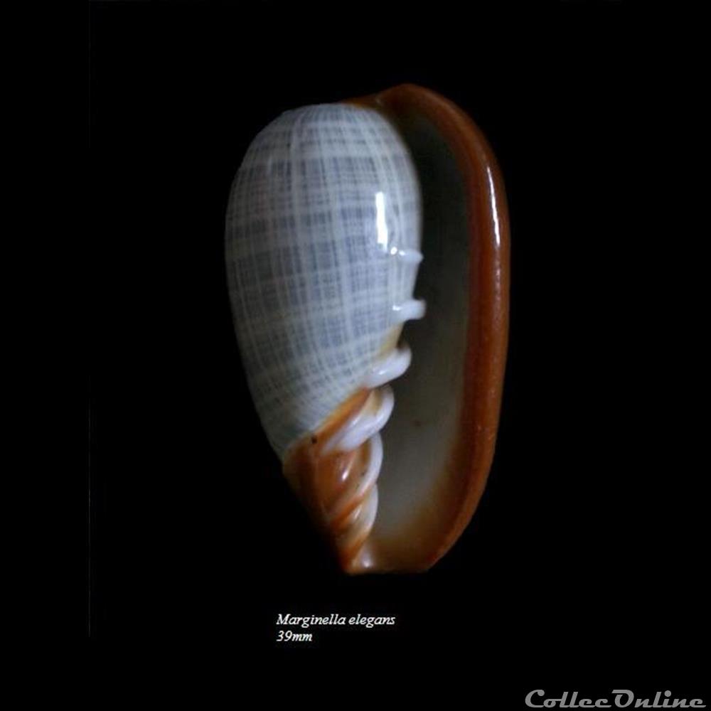 Marginella elegans 39mm coquillage fossile gastropodum marginella elegans 39mm