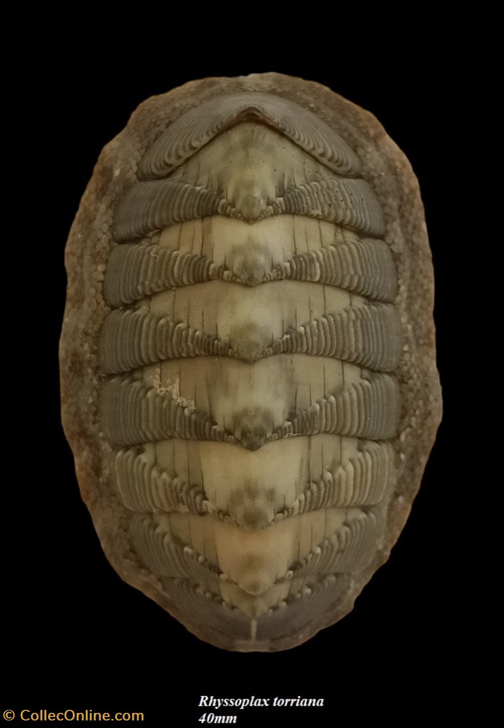 Rhyssoplax torriana 40mm - Shells & Fossils - Polyplacophora - Chitonidae