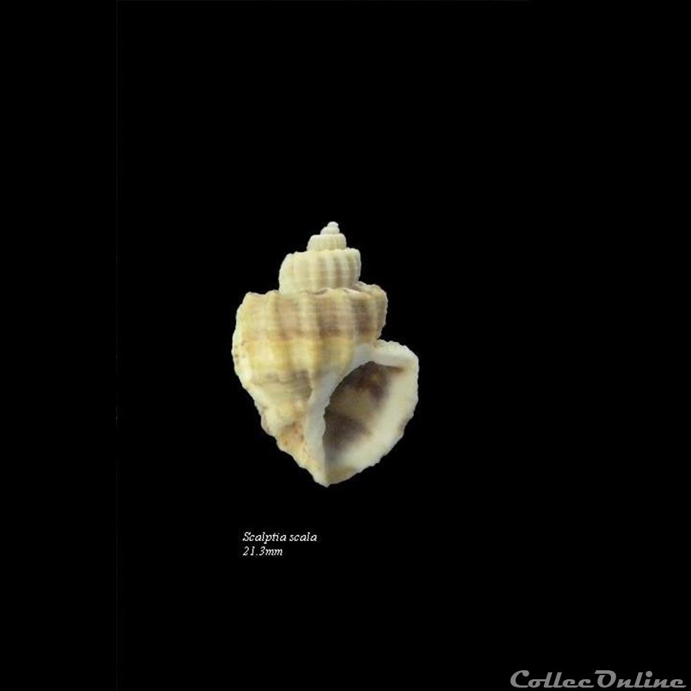 coquillage fossile gastropodum scalptia scala 21 3mm