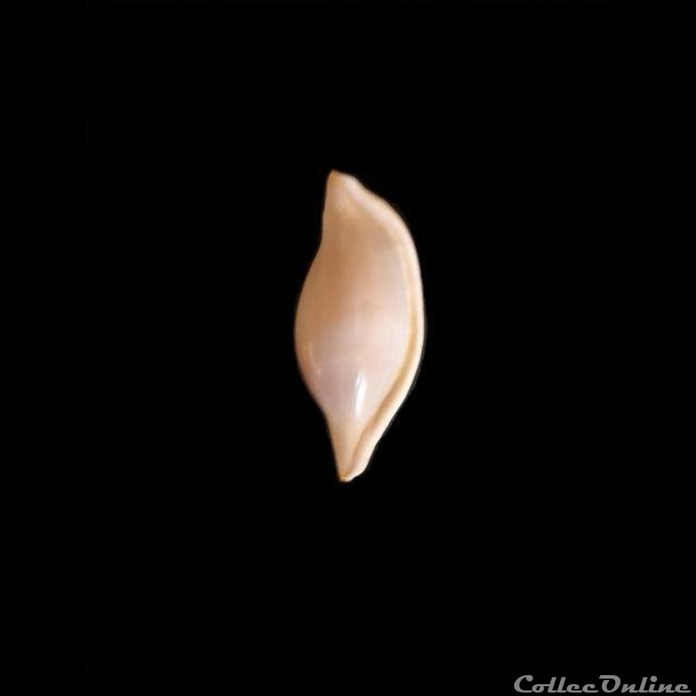 Volva sowerbyana 27mm coquillage fossile gastropodum volva sowerbyana 27mm