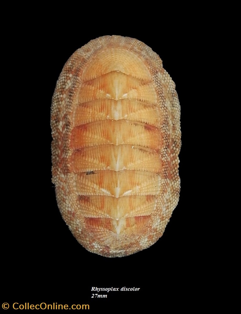 Rhyssoplax discolor 27mm coquillages fossiles polyplacophora rhyssoplax discolor 27mm