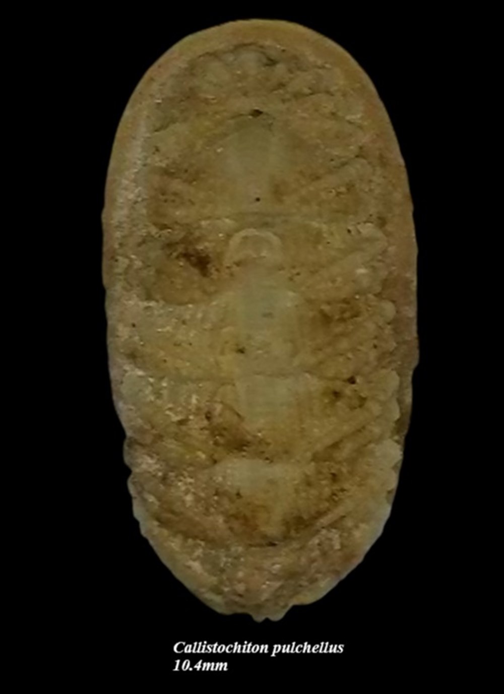 Callistochiton pulchellus 10.4mm coquillages fossiles polyplacophora callistochiton pulchellus 10 4mm