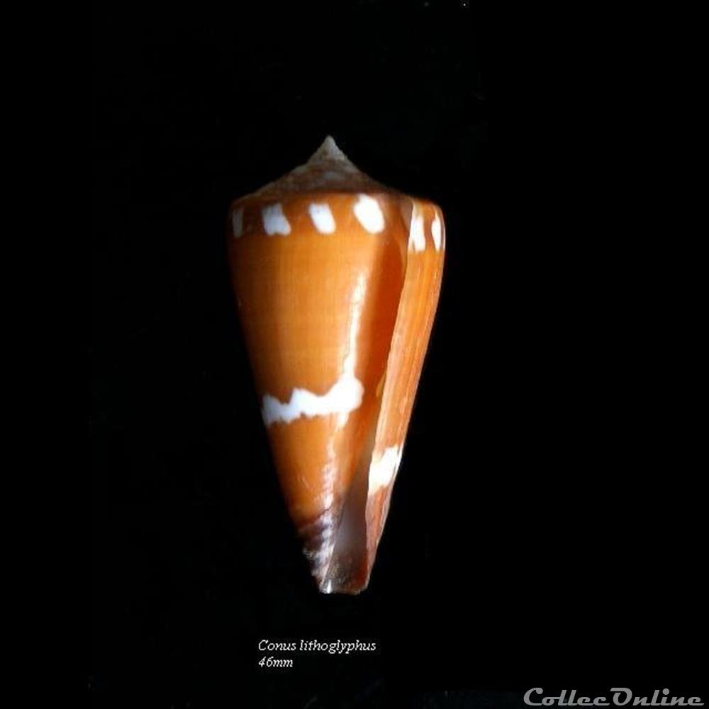 Conus lithoglyphus 46mm coquillage fossile gastropodum conus lithoglyphus 46mm