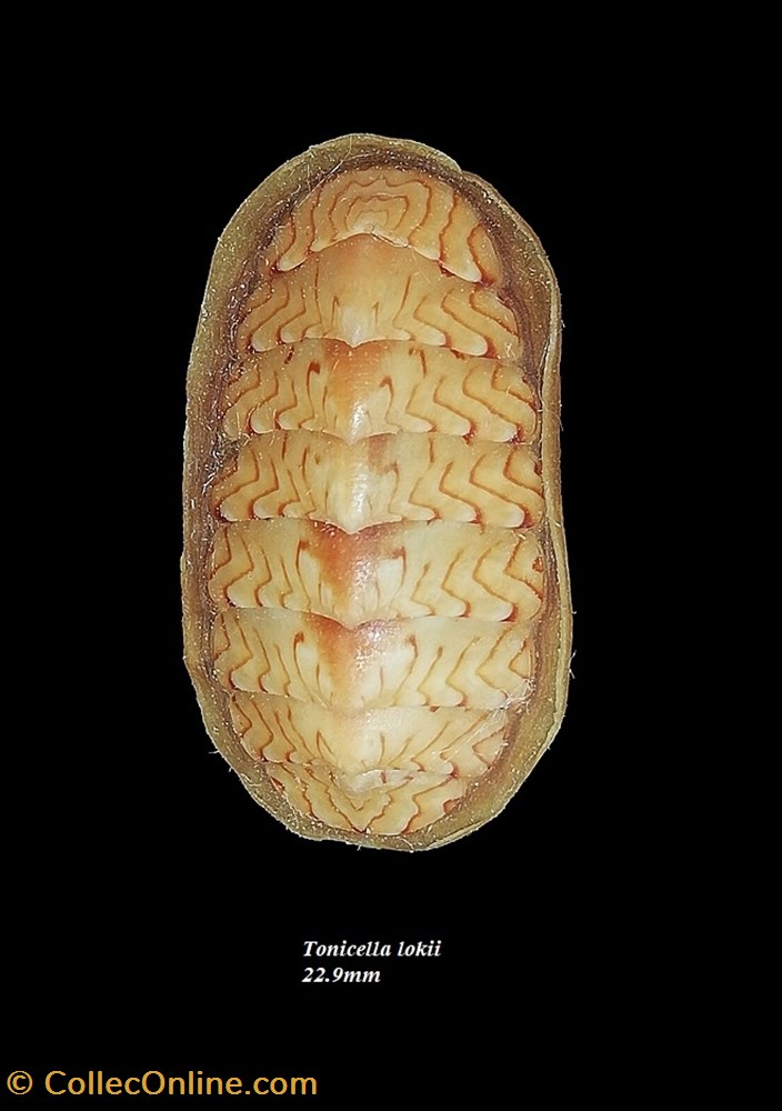 Tonicella lokii 22.9mm coquillage fossile polyplacophora tonicella lokii 22 9mm