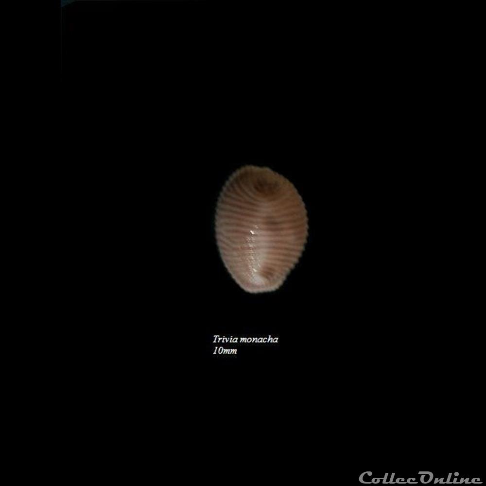 coquillage fossile gastropodum trivia monacha 10mm