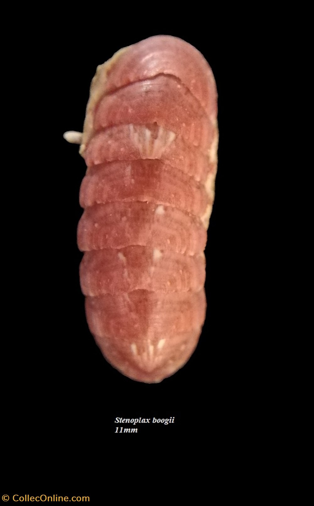 Stenoplax boogii 11mm coquillages fossiles polyplacophora stenoplax boogii 11mm